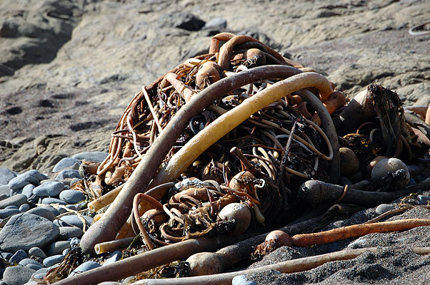 Cambria February 2011 025.JPG